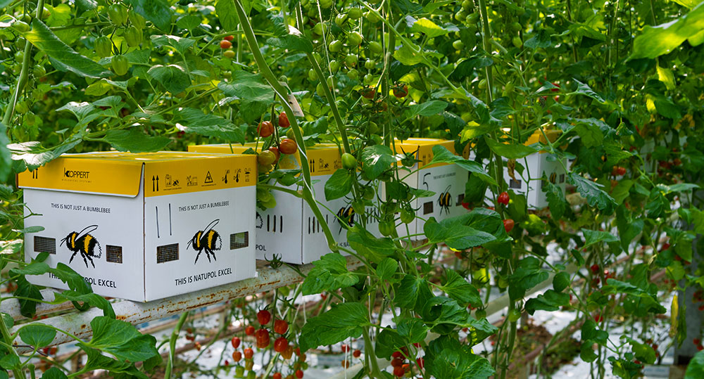 Biocontrol en cultivos de tomates