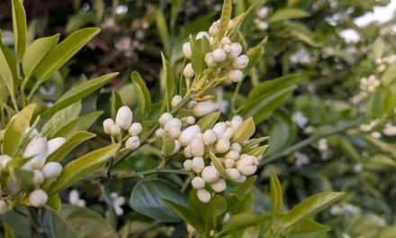 Cómo optimizar la salida del invierno en cítricos