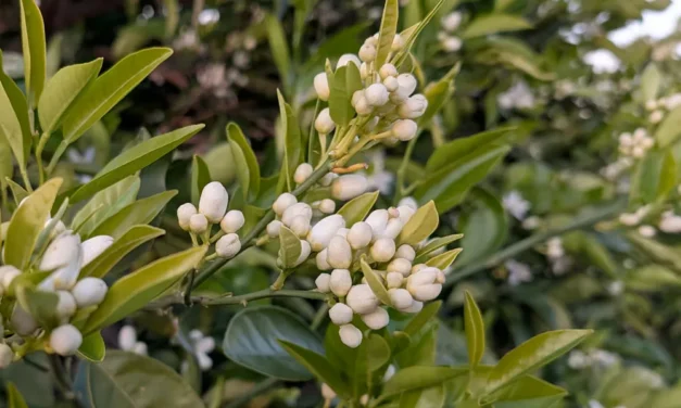 Cómo optimizar la salida del invierno en cítricos