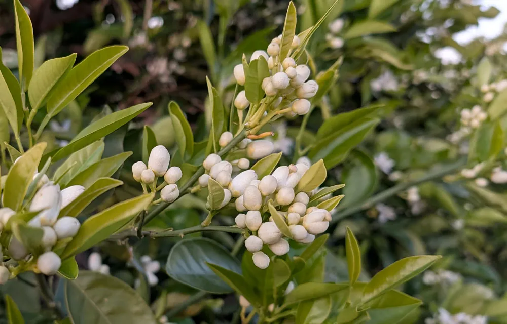 Cómo optimizar la salida del invierno en cítricos