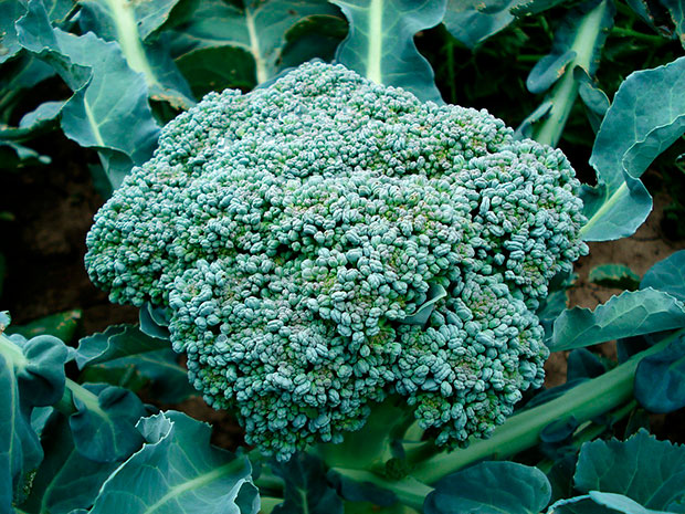 El brocoli