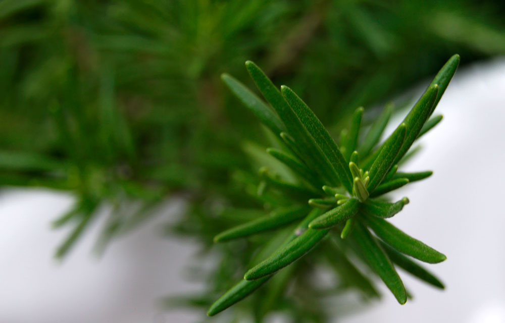 Plantas aromáticas en macetas pequeñas