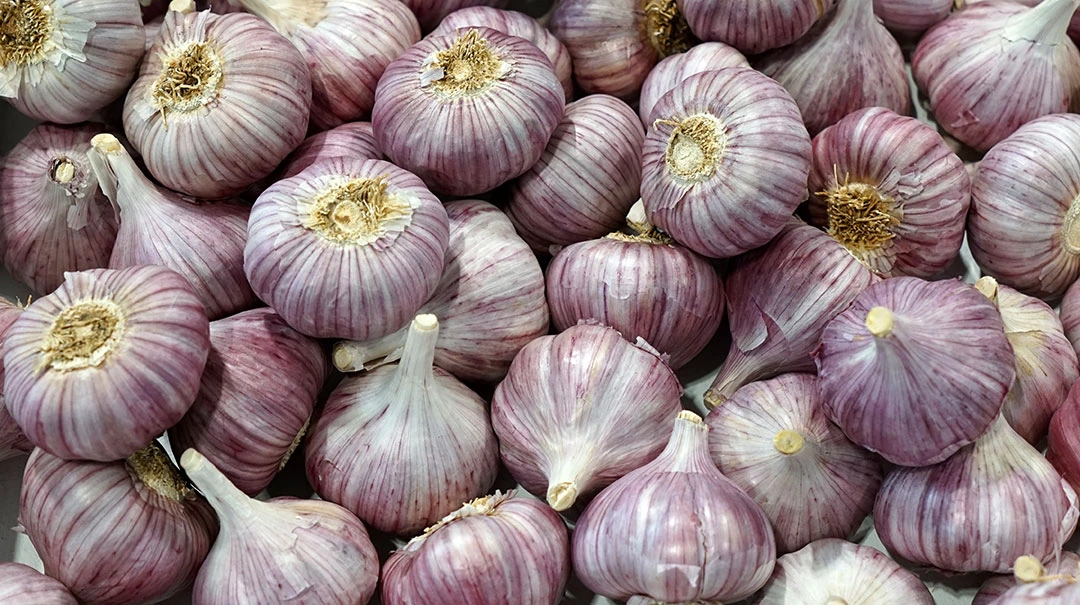 Cabezas de ajo morado de las Pedroñeras