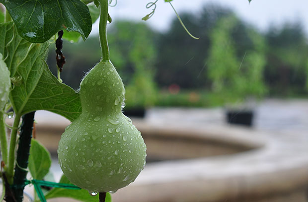 Calabaza Lagenaria siceraria