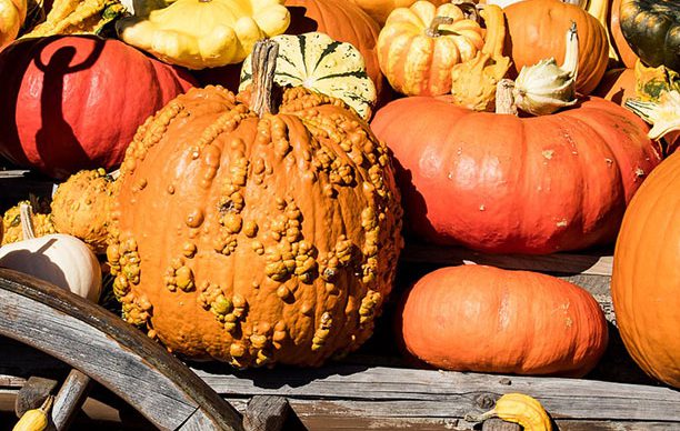 Tipos de calabazas