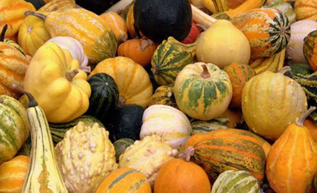 Cómo cultivar calabazas decorativas