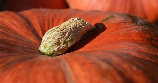 Calabaza naranja