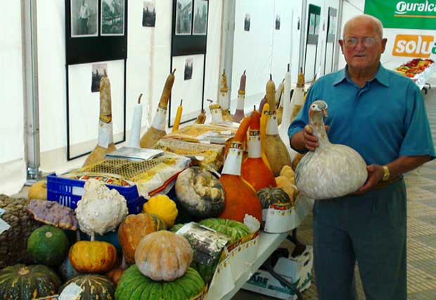 Calabazas decorativas