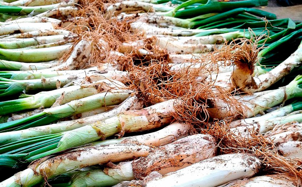 Calçots IGP de les Valls, Tarragona