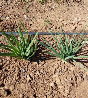 Cultivo del calçot