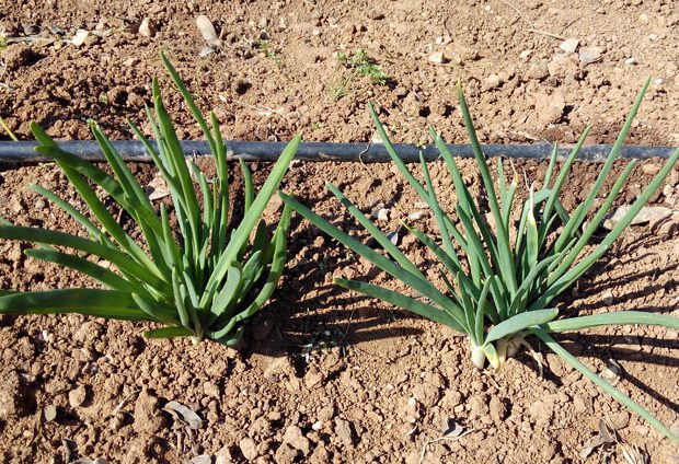 Cultivo del calçot