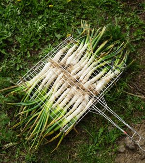 Calçot
