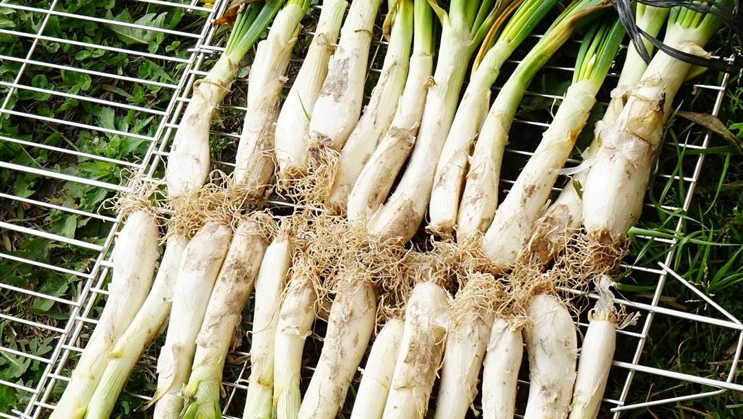 Calçots listos para asar