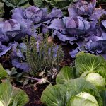 Informe técnico para el cultivo de las coles repollo