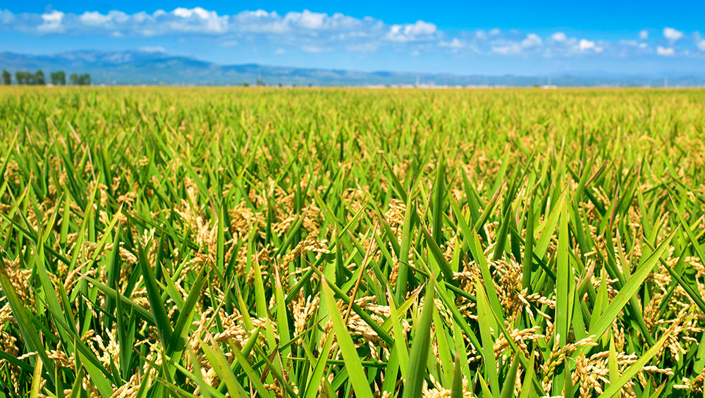 Campo de arroz del Delta del Ebro