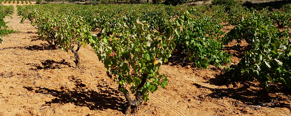 Campo de Bobal en cultivo