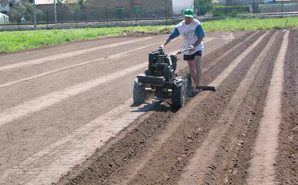 Campo de chufas