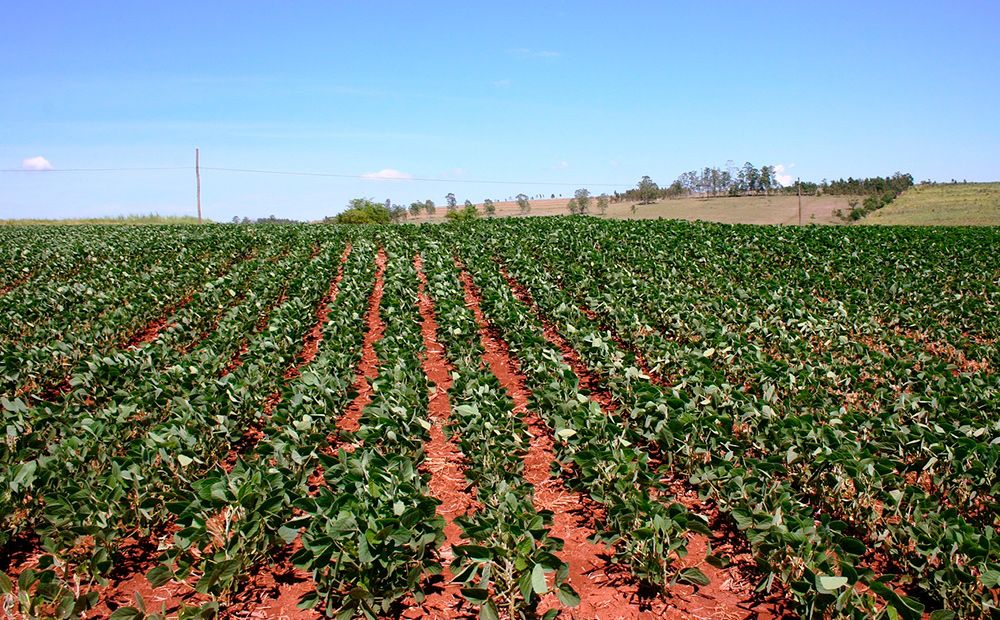 Campo de cultivo de frijol