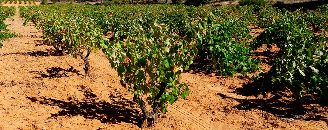 Campo de cultivo de Bobal listo para vendimiar