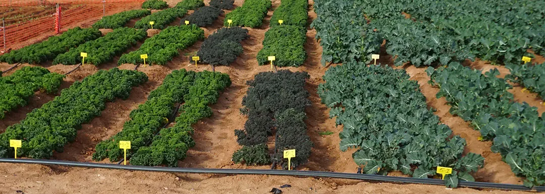 Campo de ensayos de variedades de Brásicas
