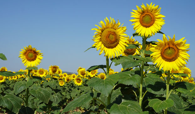 campo-de-girasoles.jpg