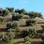 El olivo