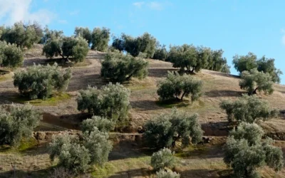 El olivo
