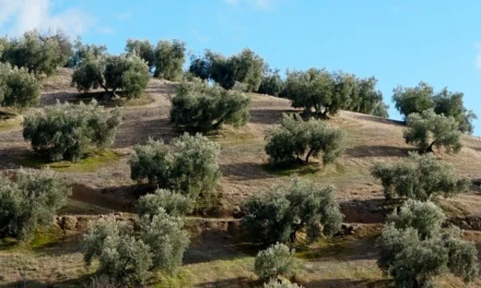 El olivo