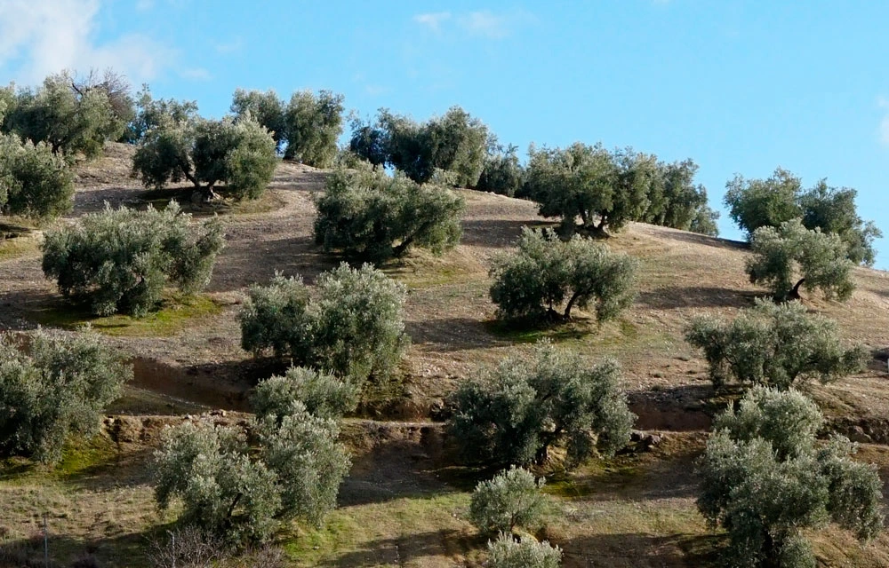 El olivo