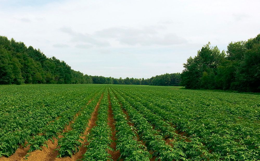 Campo de patatas