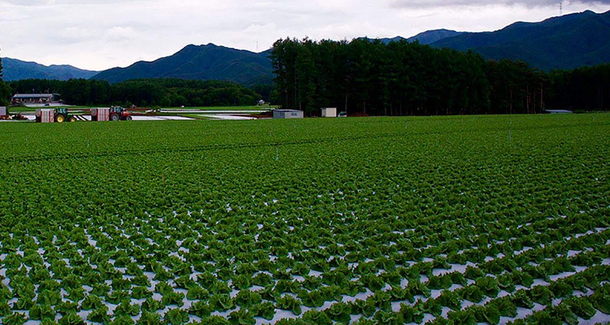 Informe técnico para el cultivo de la lechuga