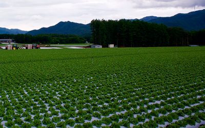 Informe técnico para el cultivo de la lechuga