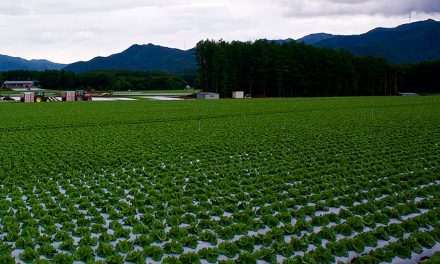 Informe técnico para el cultivo de la lechuga