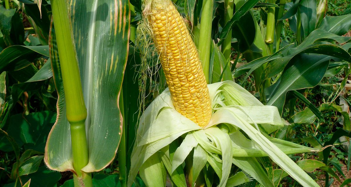 Informe técnico para el cultivo del maíz dulce