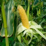 Informe técnico para el cultivo del maíz dulce