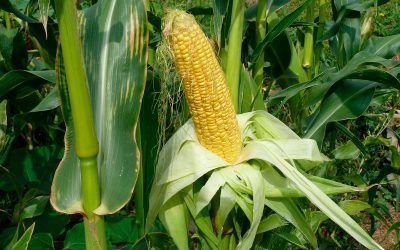 Informe técnico para el cultivo del maíz dulce