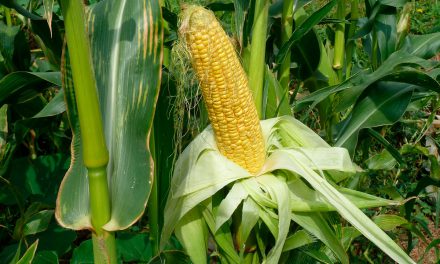 Informe técnico para el cultivo del maíz dulce