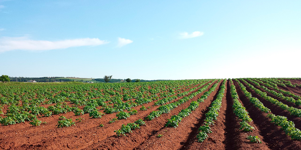 Campo de patatas