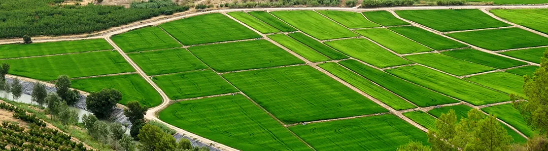 Campos de arroz en Calasparras Campos de arroz en Calasparras