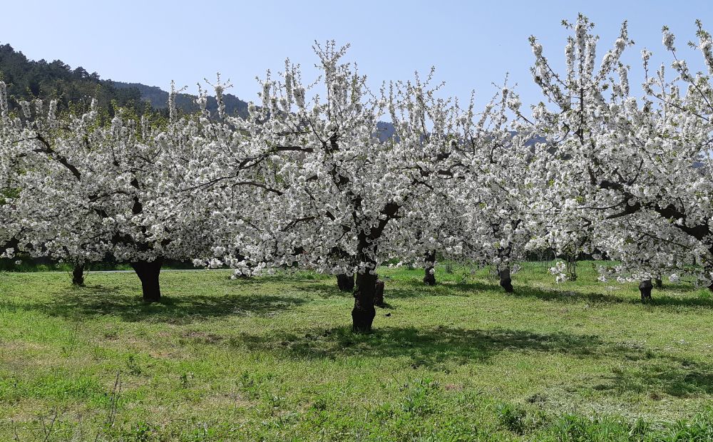 Campos de Cerezos Alicante