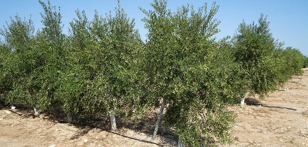 Campos de olivo con riego por goteo Campos de olivo con riego por goteo