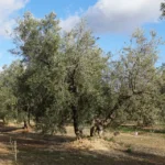 El calendario de cultivo del olivo