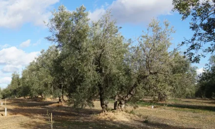 El calendario de cultivo del olivo