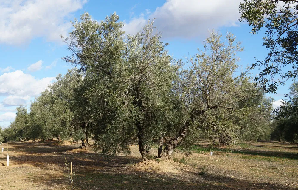 El calendario de cultivo del olivo
