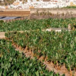 La producción hortofrutícola en Canarias