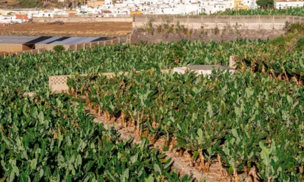 La producción hortofrutícola en Canarias