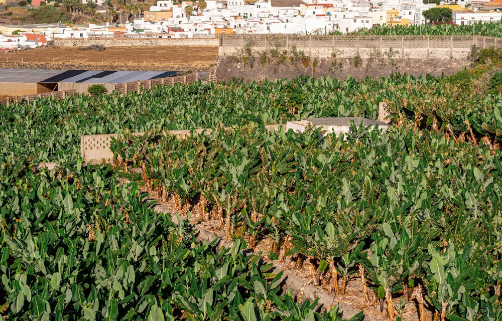 La producción hortofrutícola en Canarias