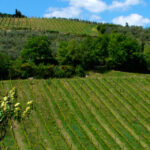 Agricultura regenerativa