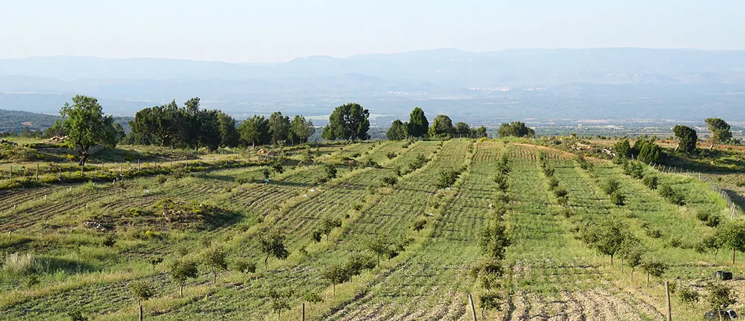 Campos truferos Campos truferos