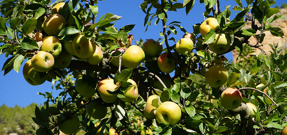 Carencias de molibdeno en manzanos